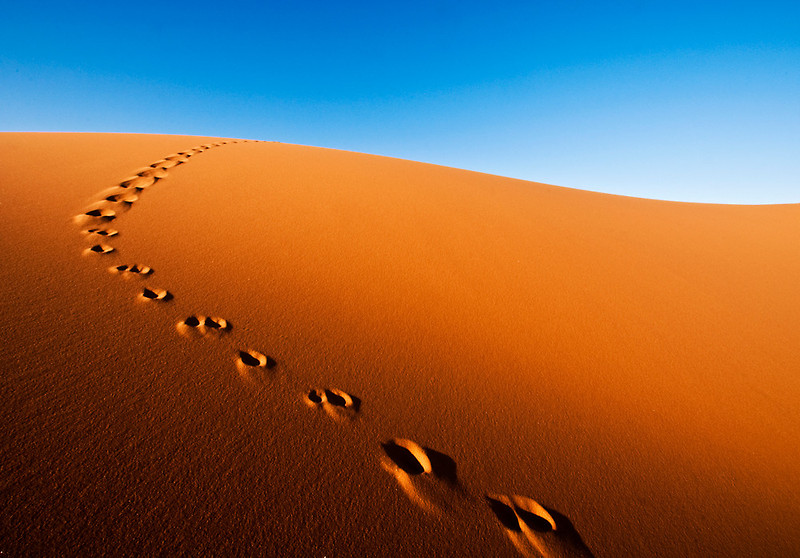 sahara desert fox