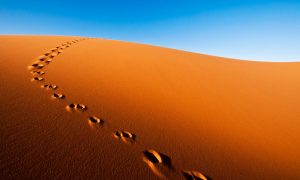 sahara desert fox